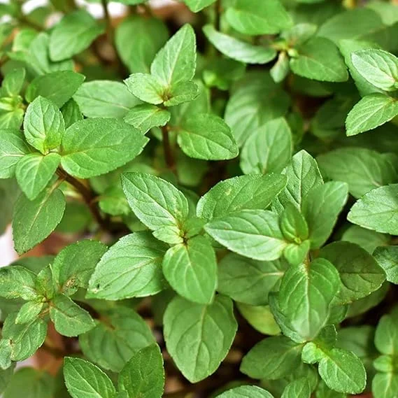Chocolate Mint Live Plants - 3 Pack, 4-8" Tall Fragrant Herb, USDA Zones 4-11 - Image 5