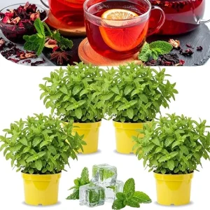 Chocolate Mint Live Plants - Set of 4, 4-7" Tall, Zones 3-11, Culinary Herb - Image 2