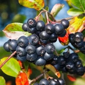 Chokeberry Live Plant - 6-12 Inch Tall Black Berries Shrub, Hardy Perennial - Image 4