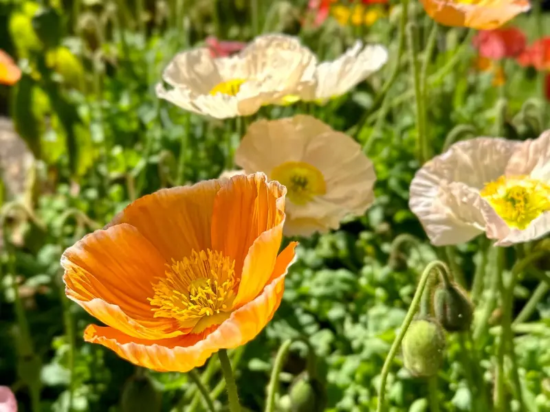 The Iceland Poppy Hummingbird series brings a vibrant splash of sherbet colors to the early spring garden.