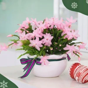 Christmas Cactus Live Plant – 4 inch Pot – Vibrant Single Color Blooms – Indoor/Outdoor - Image 4