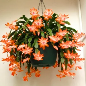Christmas Cactus Live Plant – 4 inch Pot – Vibrant Single Color Blooms – Indoor/Outdoor - Image 5