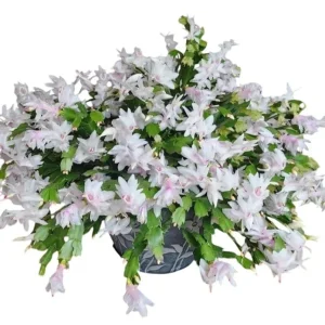 Christmas & Thanksgiving Cactus Live Plants - 2 Pots, 4-6" Tall Holiday Cactus - Image 1