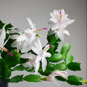 Christmas & Thanksgiving Cactus Live Plants - 2 Pots, 4-6