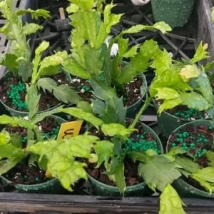 Christmas & Thanksgiving Cactus Live Plants - 2 Pots, 4-6