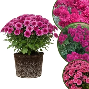 Chrysanthemum Live Plant, White Pink Mums, 4-7 Inch Tall, Perennial Outdoor - Image 3