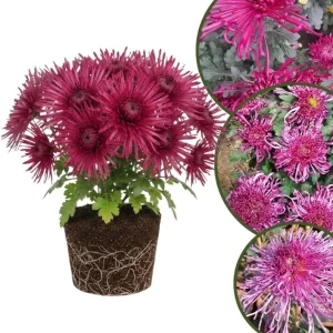 Chrysanthemum Live Plant, White Pink Mums, 4-7 Inch Tall, Perennial Outdoor - Image 4