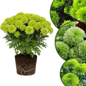 Chrysanthemum Live Plant, White Pink Mums, 4-7 Inch Tall, Perennial Outdoor - Image 6