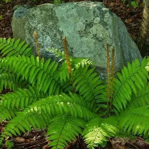 Cinnamon Fern Live Plant - 10 Bare Roots, 3-4 Inch Tall, Full Sun - Image 2