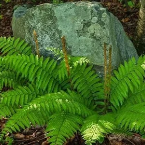 Cinnamon Fern Live Plant - 10 Bare Roots, 3-4 Inch Tall, Full Sun - Image 3