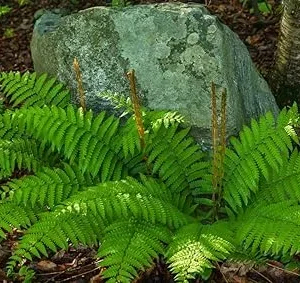 Cinnamon Fern Live Plant - 10 Bare Roots, 3-4 Inch Tall, Full Sun - Image 4