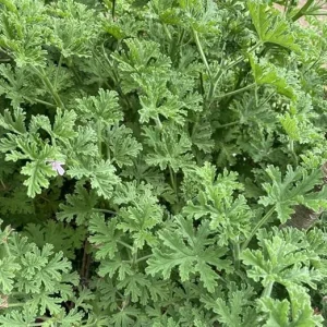 Citronella Live Plants - Set of 2 Potted Fragrant Herb for Outdoor & Indoor, 4-6 inch - Image 3