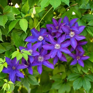Clematis Vine Plant Live - Dark Purple Perennial Climber in 2.5 Inch Pot - Image 5