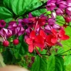 Clerodendrum Bleeding Heart Vine Live Plant - White & Red Blooms, Perennial, 1 Count - Image 1