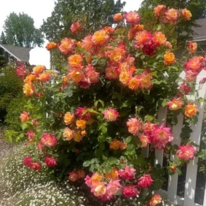 Climbing Rose Live Plant - Golden Yellow & Orange, Fragrant Double Blooms, 5-7 Inch Tall Starter - Image 2