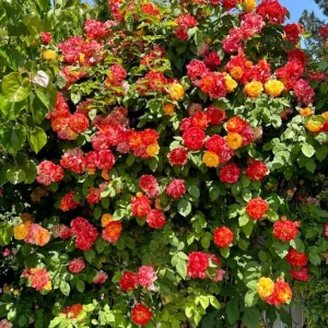 Climbing Rose Live Plant - Golden Yellow & Orange, Fragrant Double Blooms, 5-7 Inch Tall Starter - Image 3