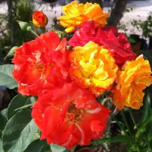 Climbing Rose Live Plant - Golden Yellow & Orange, Fragrant Double Blooms, 5-7 Inch Tall Starter - Image 4