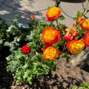 Climbing Rose Live Plant - Golden Yellow & Orange, Fragrant Double Blooms, 5-7 Inch Tall Starter - Image 5