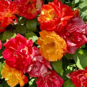 Climbing Rose Live Plant - Golden Yellow & Orange, Fragrant Double Blooms, 5-7 Inch Tall Starter - Image 6