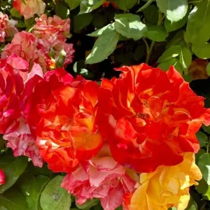 Climbing Rose Live Plant - Golden Yellow & Orange, Fragrant Double Blooms, 5-7 Inch Tall Starter - Image 7