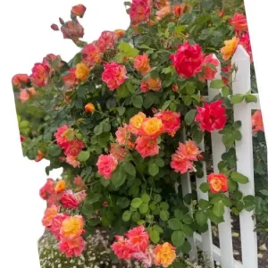 Climbing Rose Live Plant - Golden Yellow & Orange, Fragrant Double Blooms, 5-7 Inch Tall Starter - Image 1