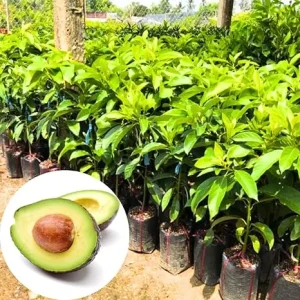 Cold Hardy Avocado Tree Live Plant – 1-2 Feet Tall – Indoor/Outdoor Growing Zones 5-11 - Image 4