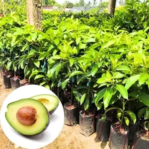 Cold Hardy Avocado Tree Live Plant – 1-2 Feet Tall – Indoor/Outdoor Growing Zones 5-11 - Image 7
