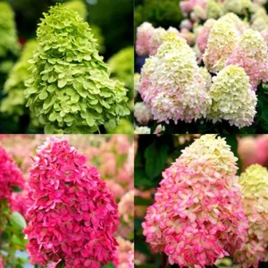 Cold Hardy Hydrangea Live Plant, 5-10 inch Starter Bush, Purple Pink Blue Rebloomer, Outdoor - Image 3