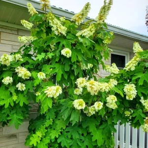 Cold Hardy Hydrangea Live Plant, 5-10 inch Starter Bush, Purple Pink Blue Rebloomer, Outdoor - Image 4