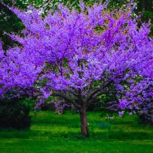 Cold Hardy Redbud Tree Live Plant 1-2 Ft, Bare Root Eastern Red Bud, Zones 4-9 - Image 1