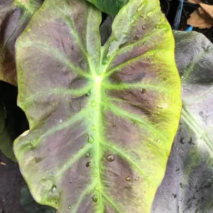 Colocasia Esculenta Elephant Ear Live Plant – Taro Plant 5-9" Tall – Easy Grow - Image 2