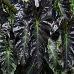 Colocasia Esculenta Elephant Ear Live Plant – Taro Plant 5-9