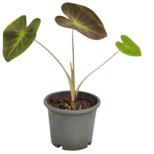 Colocasia Esculenta Elephant Ear Live Plant – Taro Plant 5-9