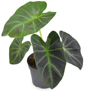 Colocasia Esculenta Elephant Ear Live Plant – Taro Plant 5-9" Tall – Easy Grow - Image 1