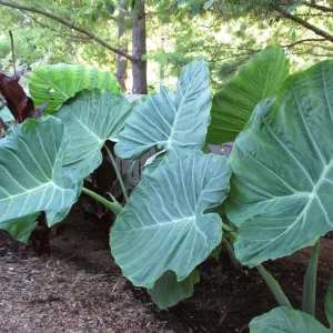 Colocasia 'Thai Giant' Elephant Ear Live Plant - Large Tropical Foliage, 10-12 in - Image 2