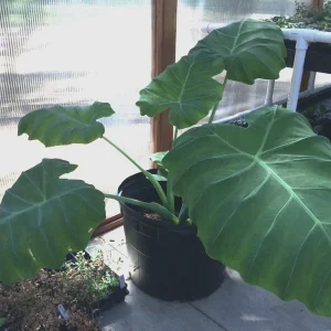 Colocasia 'Thai Giant' Elephant Ear Live Plant - Large Tropical Foliage, 10-12 in - Image 3