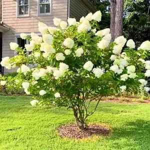 Color Changing Hydrangea Live Plant - White to Pink Blooms in 2.5 Inch Pot - Image 3