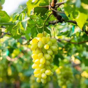 Concord Grape Vine Live Plant - 1-2 Years Old, Cold Hardy Sweet Grape Fruit Tree - Image 3