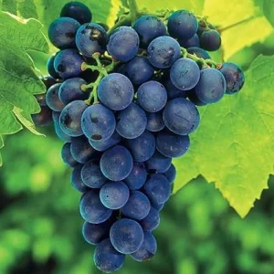 Concord Grape Vine Plant – Live Bareroot 1-2 Years Old – Sweet Fruit – Outdoor - Image 4