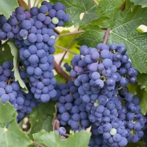 Concord Seedless Grape Vine Live Plant – 2 Year Old, Dark Purple Blue Grapes, Outdoor, 2 Feet Tall - Image 3