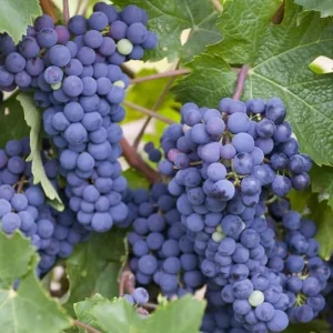 Concord Seedless Grape Vine Live Plant – 2 Year Old, Dark Purple Blue Grapes, Outdoor, 2 Feet Tall - Image 4