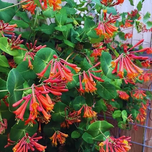 Coral Honeysuckle Vine Live Plant, Dropmore Scarlet, Fragrant Climber, 2.5" Pot - Image 3
