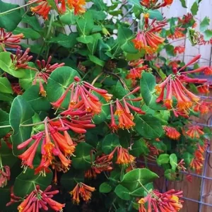 Coral Honeysuckle Vine Live Plant, Dropmore Scarlet, Fragrant Climber, 2.5