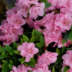 Coral Reblooming Azalea Live Plant – 4 Inch Pot Bush Shrub – Outdoor - Image 6