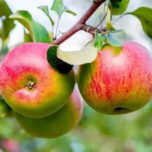 Cortland Apple Tree Live Plant 4-5 Ft Tall - Red Apples, Full Sun - Image 6