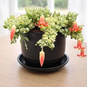 Cotyledon Pendens Live Plant - Trailing Succulent in 4-inch Pot Indoor - Image 3