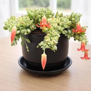 Cotyledon Pendens Live Plant - Trailing Succulent in 4-inch Pot Indoor - Image 7