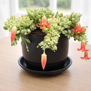 Cotyledon Pendens Live Plant - Trailing Succulent in 4-inch Pot Indoor - Image 1