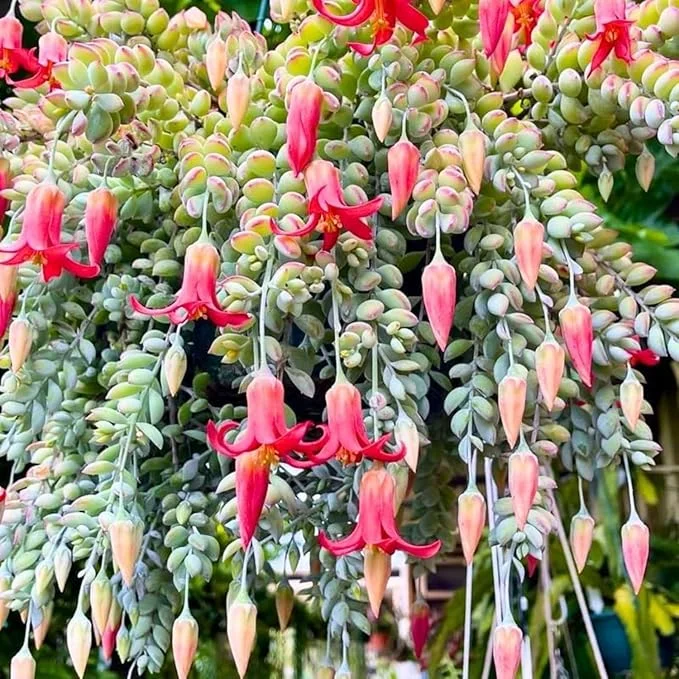 Cotyledon Pendens Live Succulent Plant in 4 Inch Pot - Trailing Houseplant - Image 2