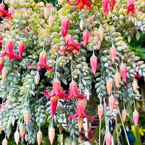 Cotyledon Pendens Live Succulent Plant in 4 Inch Pot - Trailing Houseplant - Image 6